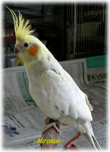 70626-miro1.JPG
