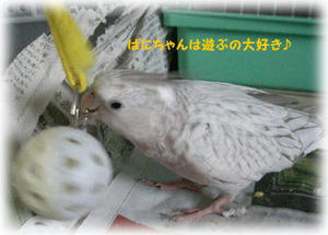 70709-vani.JPG
