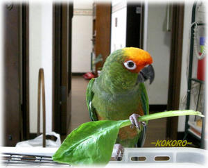 70731-koko1.JPG