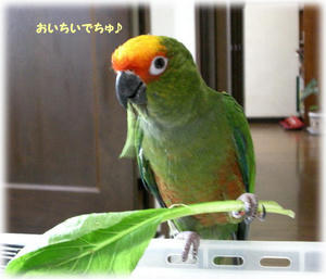70731-koko3.JPG