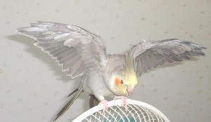 50815-furi.JPG