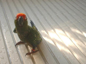 50903-koko-1.JPG