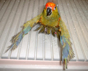 50903-koko-2.JPG