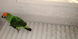 50903-fill.JPG