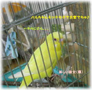 70902-pal.JPG