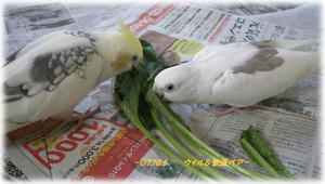 71006-willmwgu.JPG