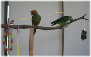 71028-fillkoko.JPG