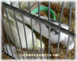 71118-hitorie.JPG