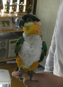 71123-zuguro1.JPG