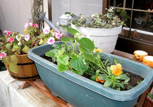 71130-viola.JPG
