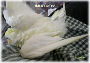 71202-kuru2.JPG