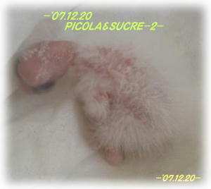 71220-kurupi_2.JPG