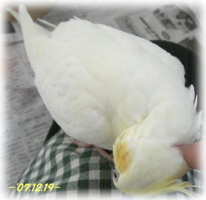 71219-kuru.JPG