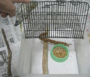 80123-cage.JPG