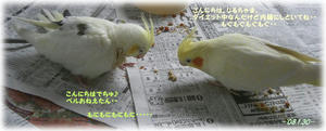 80130-riru2.JPG