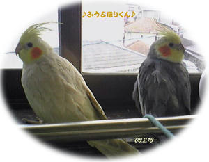 80218-fuhori.jpg