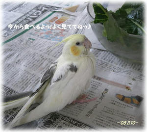 80310-riru1.JPG