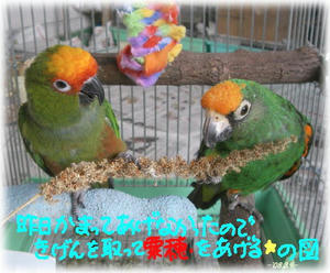 80309-kokofill.JPG