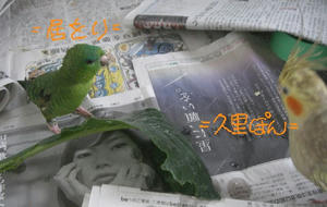 80309-iori1.JPG