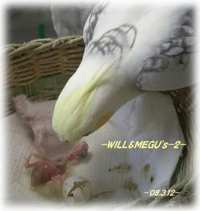 80312-wm2_1.JPG