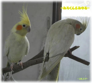 80311-miyumiro.JPG