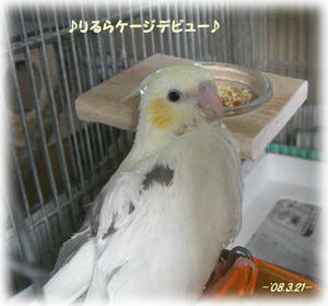 80321-riru.JPG