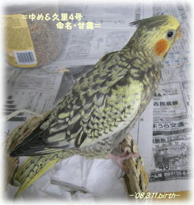 80409-kanro.JPG