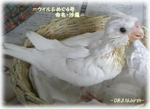 80409-shara.JPG