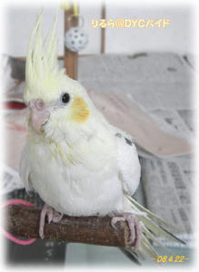 80422-riru.JPG