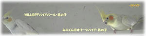 80422-willmiro.JPG