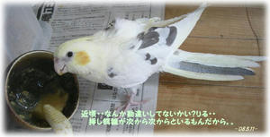 80511-riru1.JPG