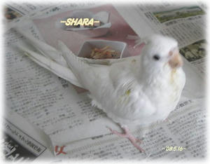 80516-shara2.JPG