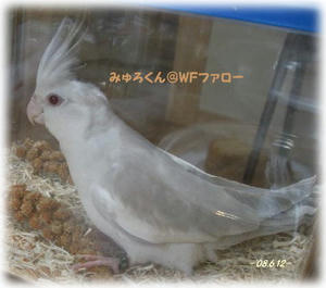 80612-myuro.JPG