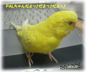 80620-pal1.JPG