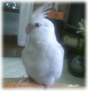 80626-myuro.jpg