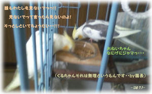 80701-kuru.jpg