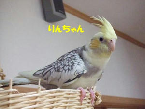 tama-rin.jpg