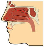 いびきのメカニズム