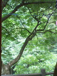 山