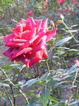 081019005.jpg