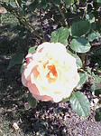 081019_1239~02.jpg