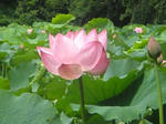 20090727b.jpg