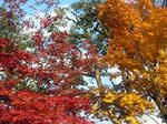 20101120d.jpg