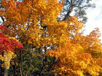 20101120e.jpg
