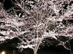 20110413.jpg