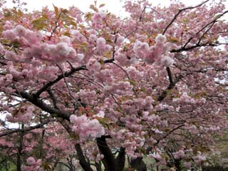 20120512a.jpg