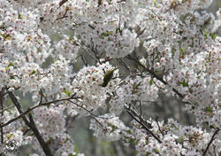 虫を食べる野鳥類 メジロ ちょっとだけ 不思議な昆虫の世界