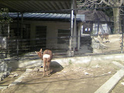 五月山動物園3
