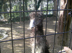 五月山動物園4