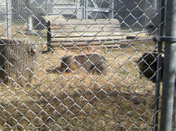 五月山動物園5